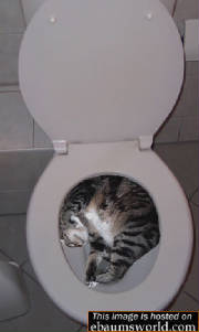 1catdowntoilet.jpg.w180h301.jpg