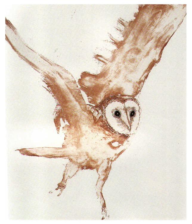 owl.jpeg
